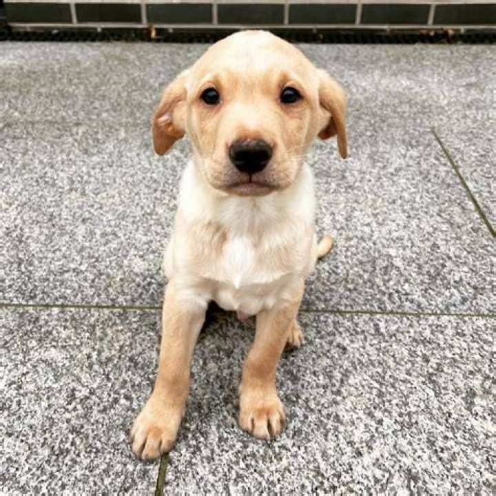 Alun Wyn Jones Pets