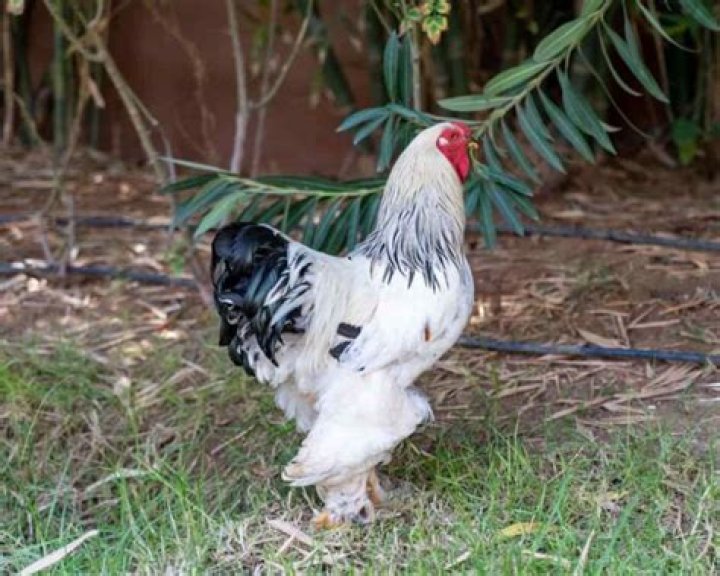 Are Brahma chickens good layers?