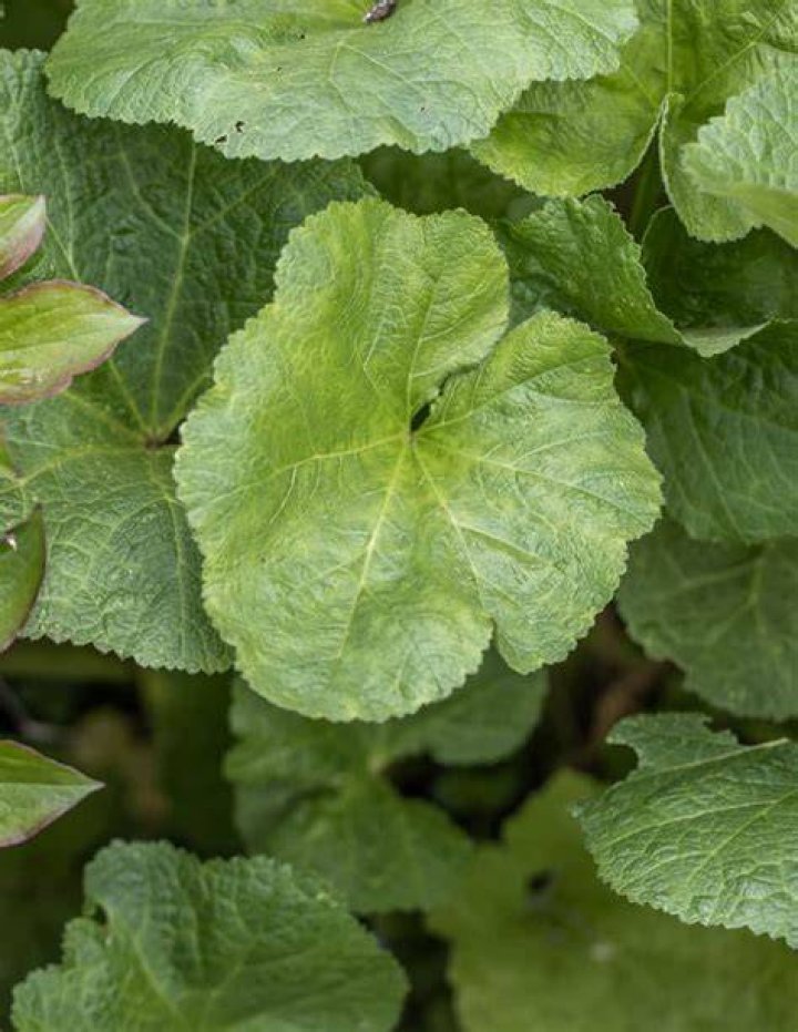 Are hollyhock leaves edible?