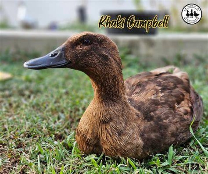 Are Khaki Campbell ducks good layers?