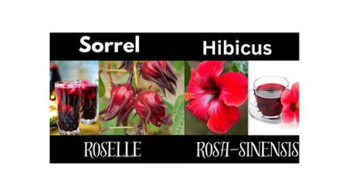 Are sorrel and hibiscus the same thing?