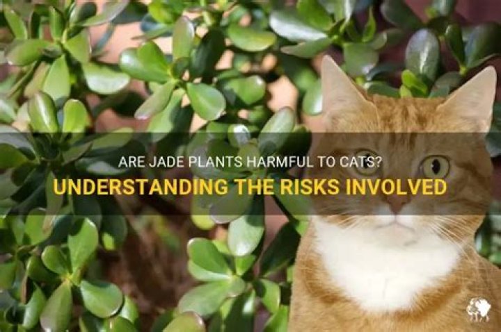 Can jade plant kill cats?