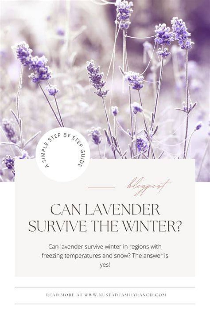 Can lavender grow in cold climates?