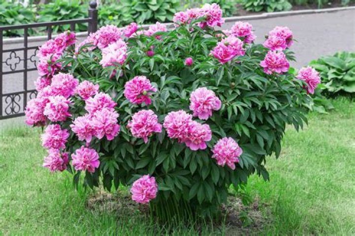 Can peonies grow in Miami?
