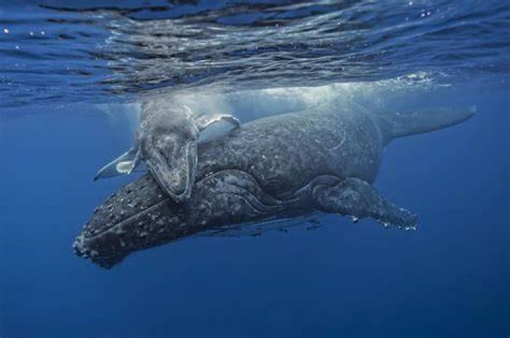 Can you eat guano?