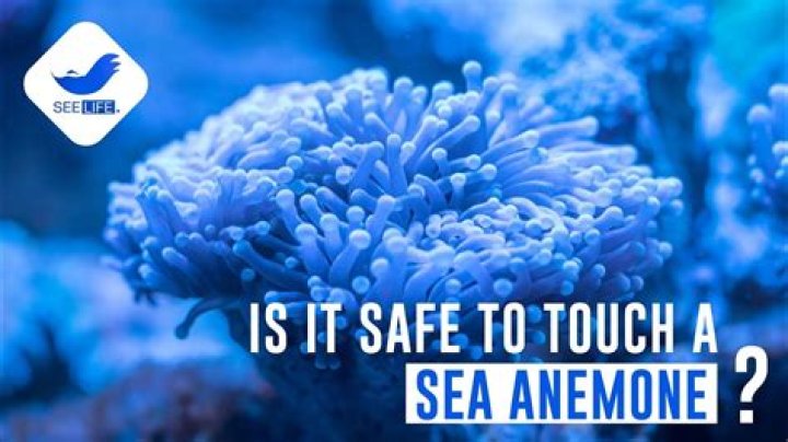Can you touch anemones?
