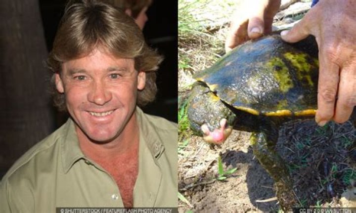 Celebrities named Turtle