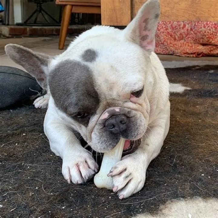Chris Zylka Pets