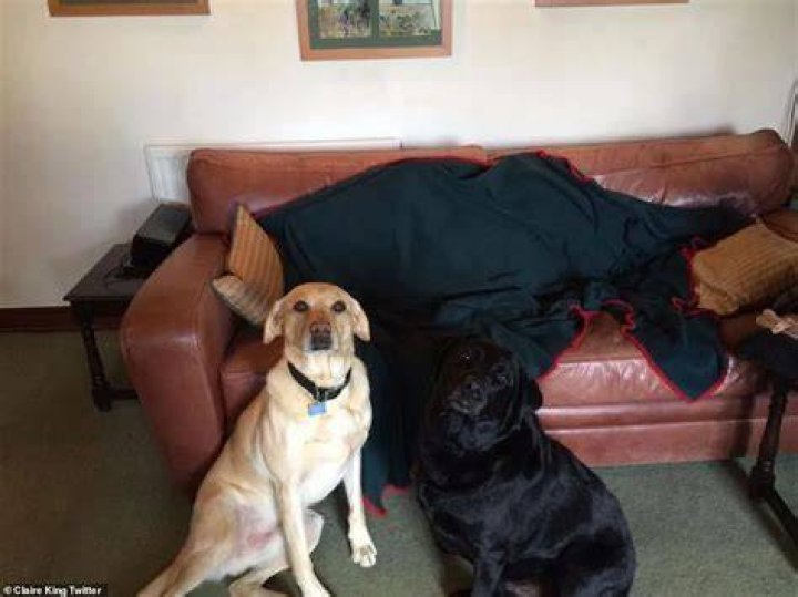 Claire King Pets