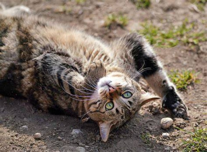 Do cats like rolling in dirt?