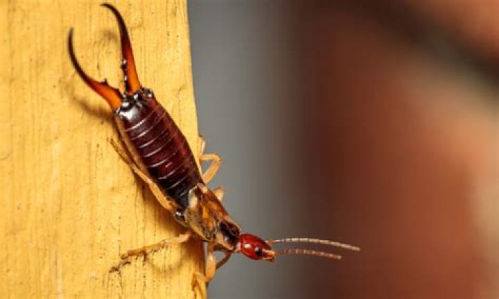 Do earwigs carry disease?