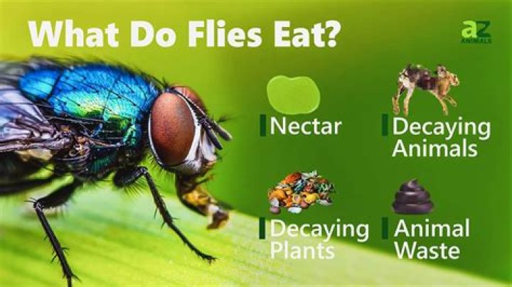 Do flies eat plant leaves?