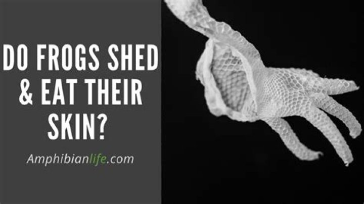 Do frogs shed skin?