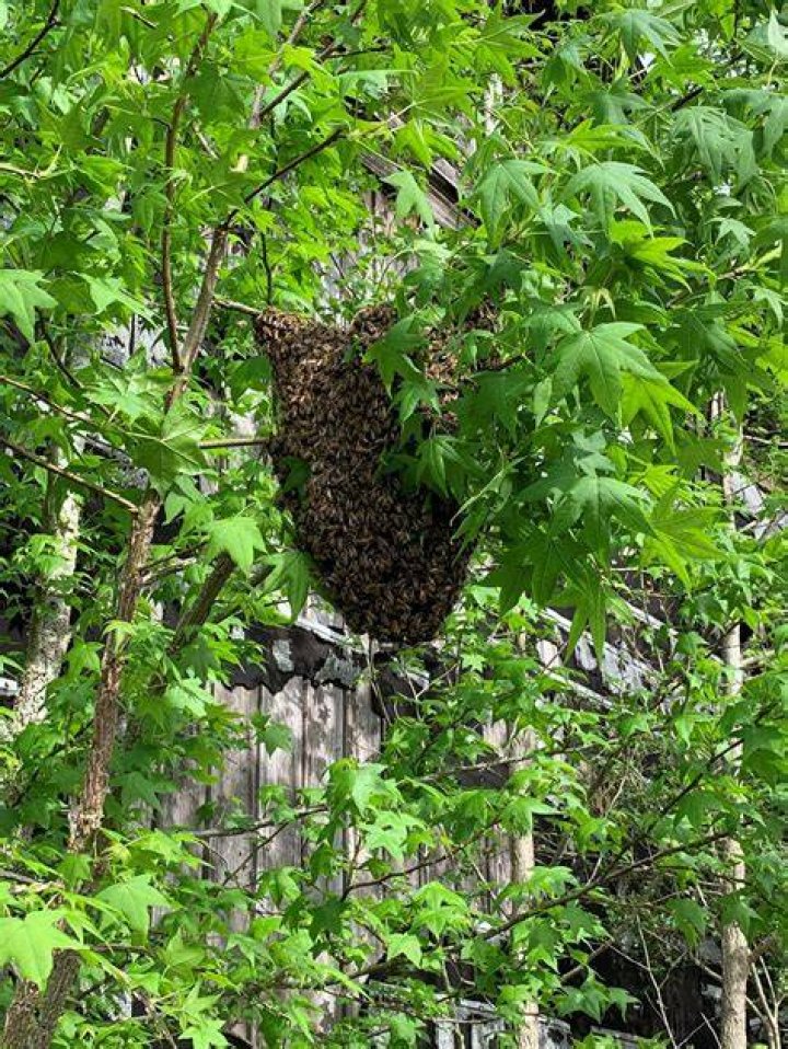 Do honey bees nest in roofs?