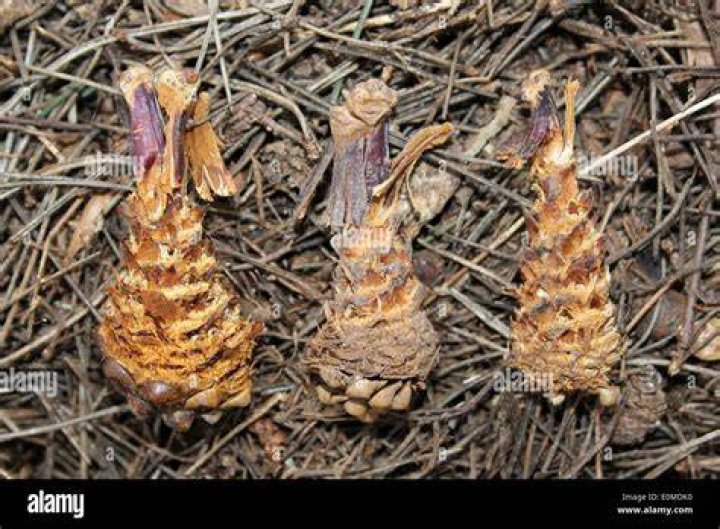 Do mice eat pine cones?