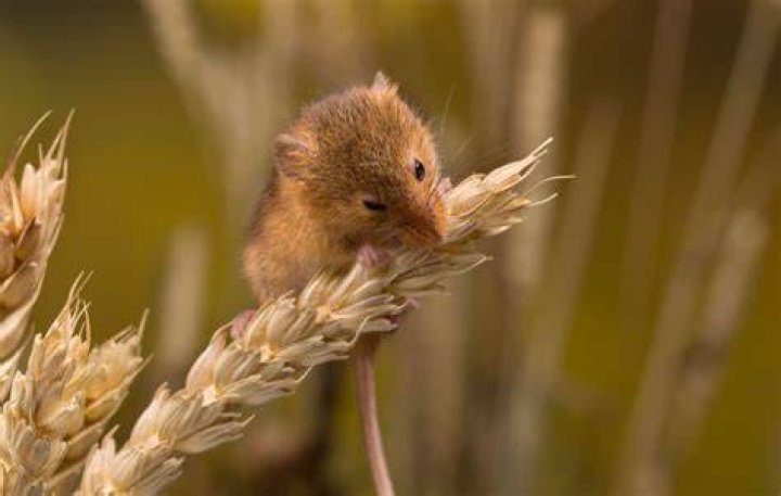 Do mice eat plant leaves?