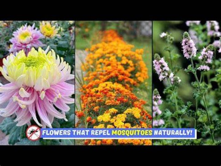 Do mums repel mosquitoes?