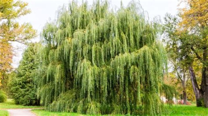 Do willow trees grow in Michigan?