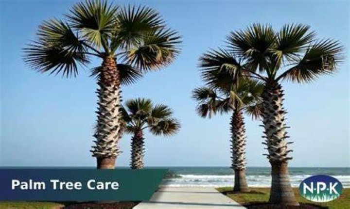 Does Myrtle Beach have palm trees?