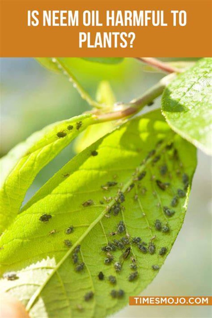 Does neem oil wash off with rain?