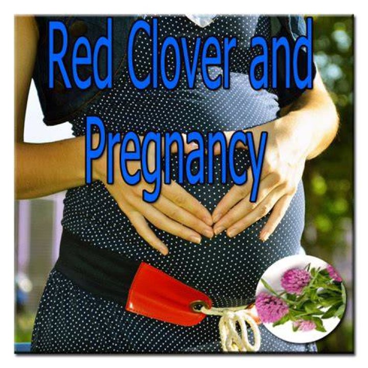 Does red clover help you get pregnant?