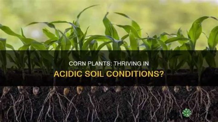 Does sweetcorn like acidic soil?