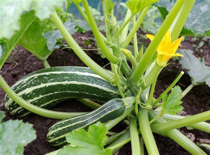Does zucchini grow on a vine?
