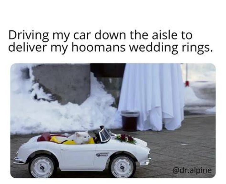 Dr. Alpine Adventure Cat and Wedding Ring Bearer