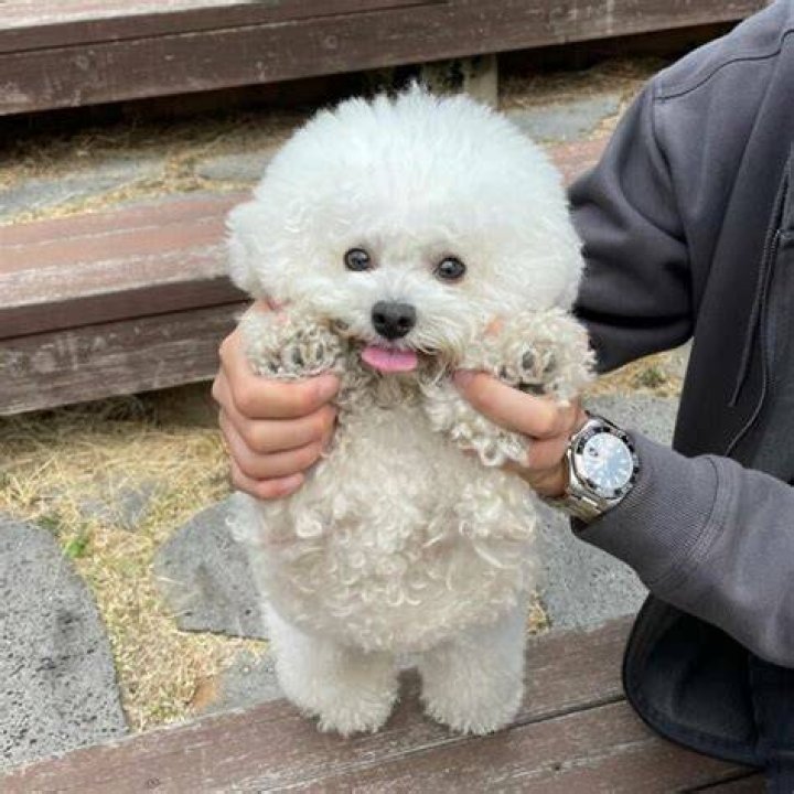 Ham Arang the Bichon Frise Makes the Funniest Faces @arang2o_o