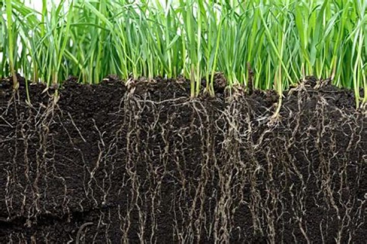 How deep do bermuda grass roots grow?