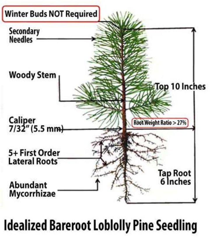 How deep do blue spruce roots grow?