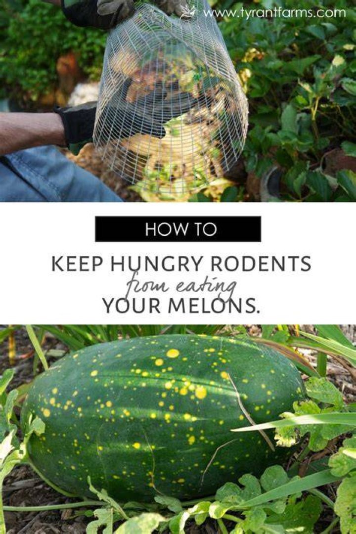 How do I protect my watermelon from rodents?