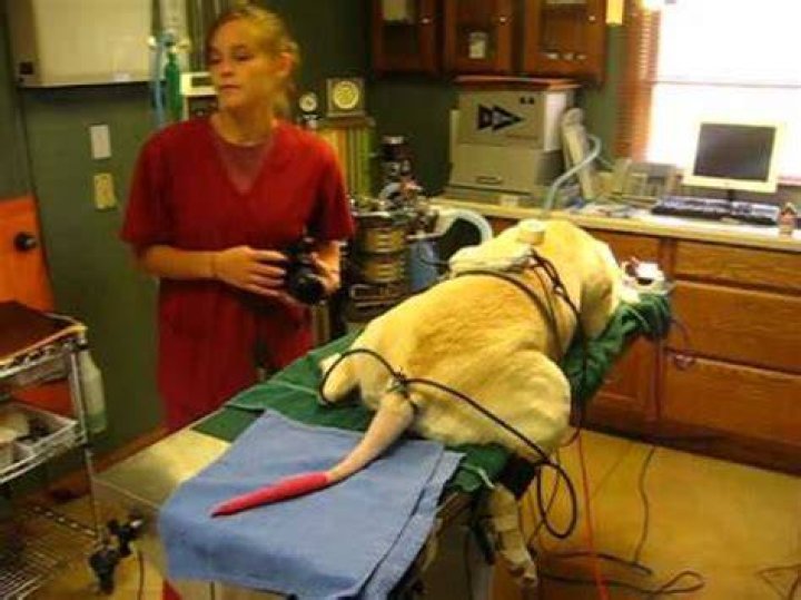 How do you amputate a dog's tail?
