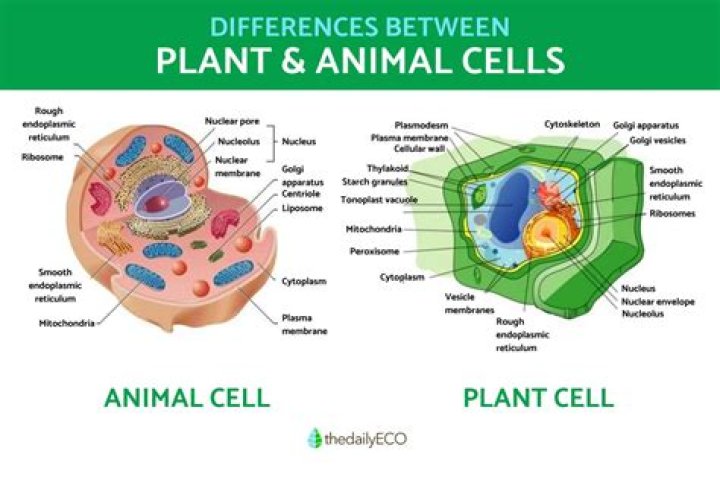 How do you describe a plant?