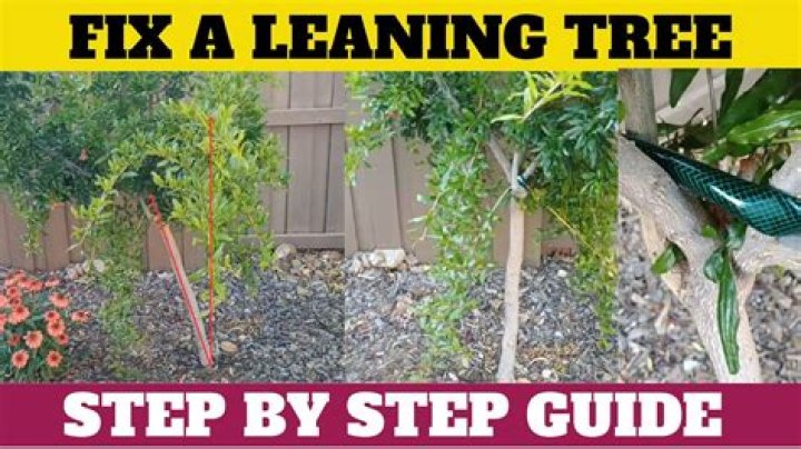 How do you fix leaning plants?