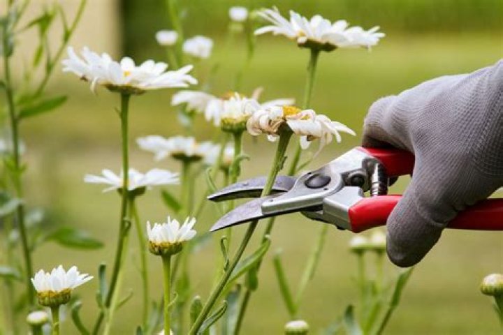 How do you prune a pencil plant?