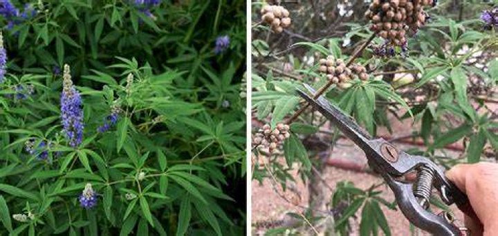 How do you prune Vitex?