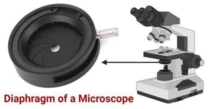 How do you regulate the diaphragm on a microscope?