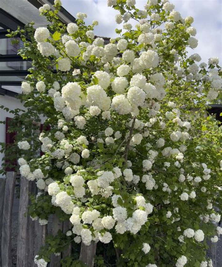 How do you root a snowball bush?
