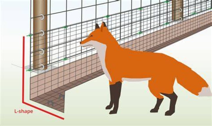 How do you stop foxes from digging holes?