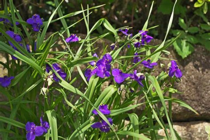 How does spiderwort spread?