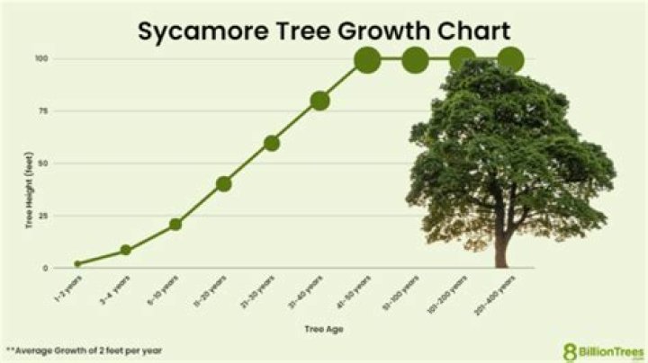 How fast does a sycamore tree grow?