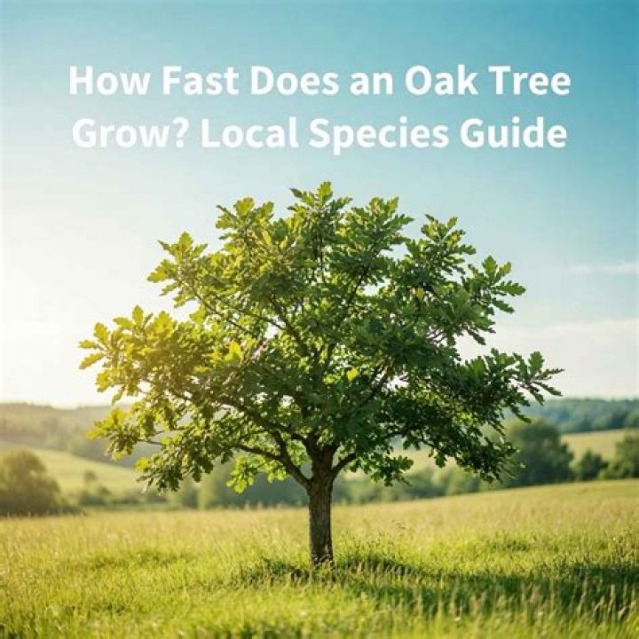 How fast does an English oak tree grow?