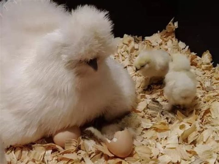How long do Silkie eggs take to hatch?