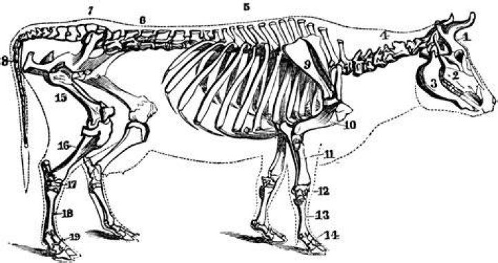 How many bones does a cow skeleton have?