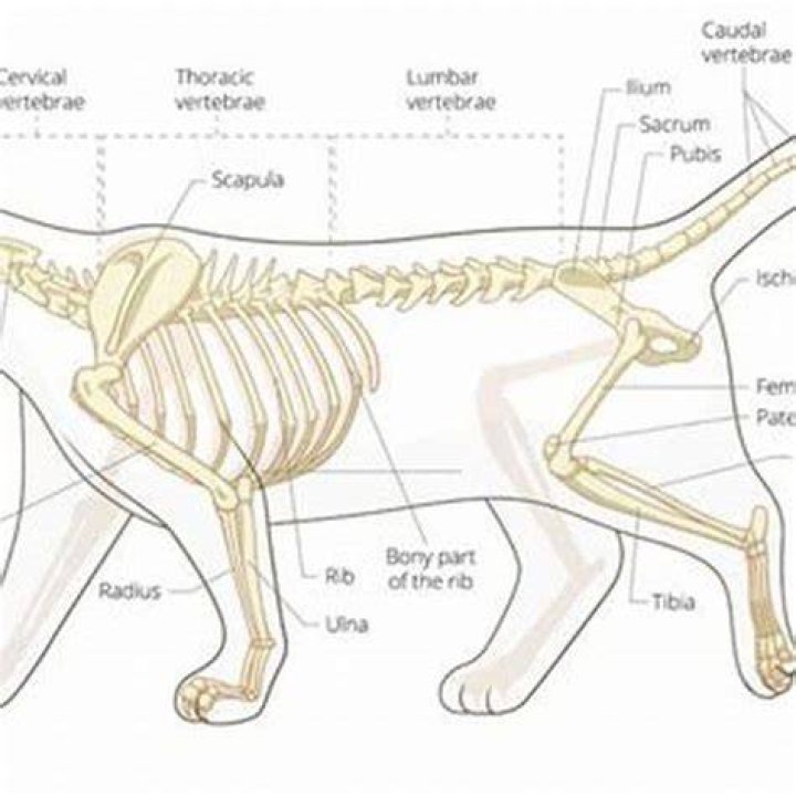 How many ribs do cats have?