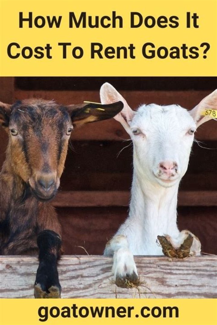 How much does it cost to rent a goat?