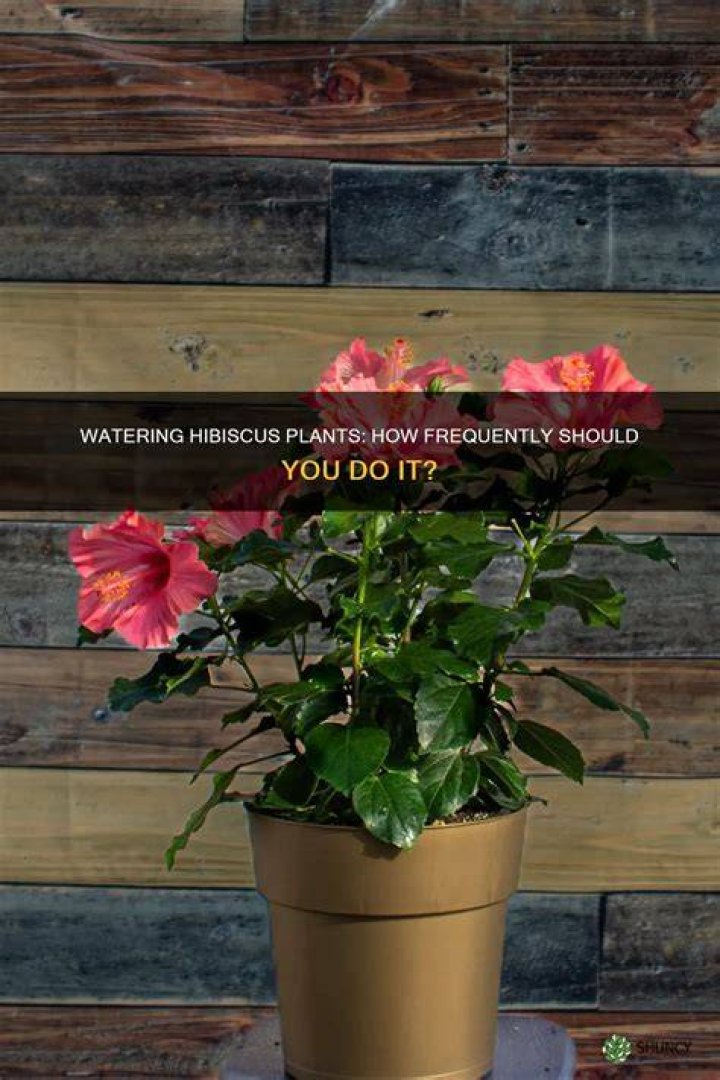 How often should you water hibiscus?