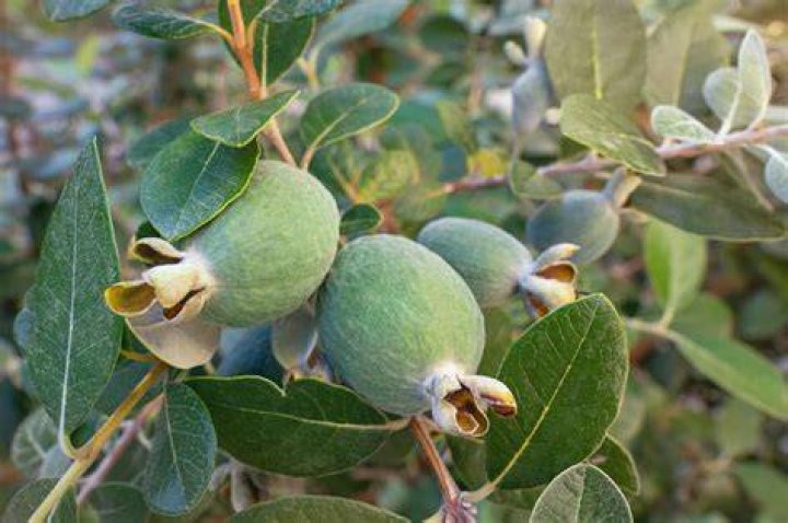 How tall do pineapple guava trees grow?
