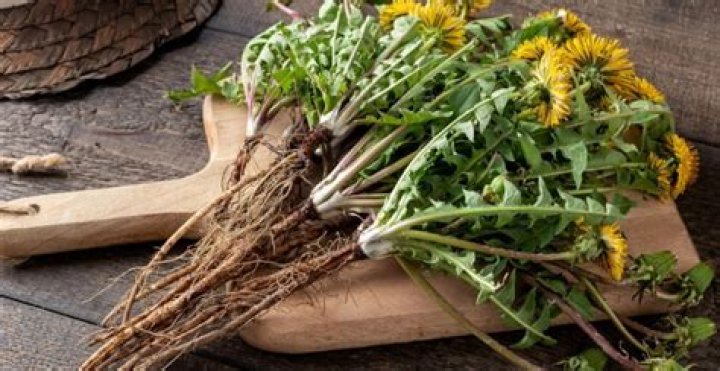 Is dandelion root good for fertility?